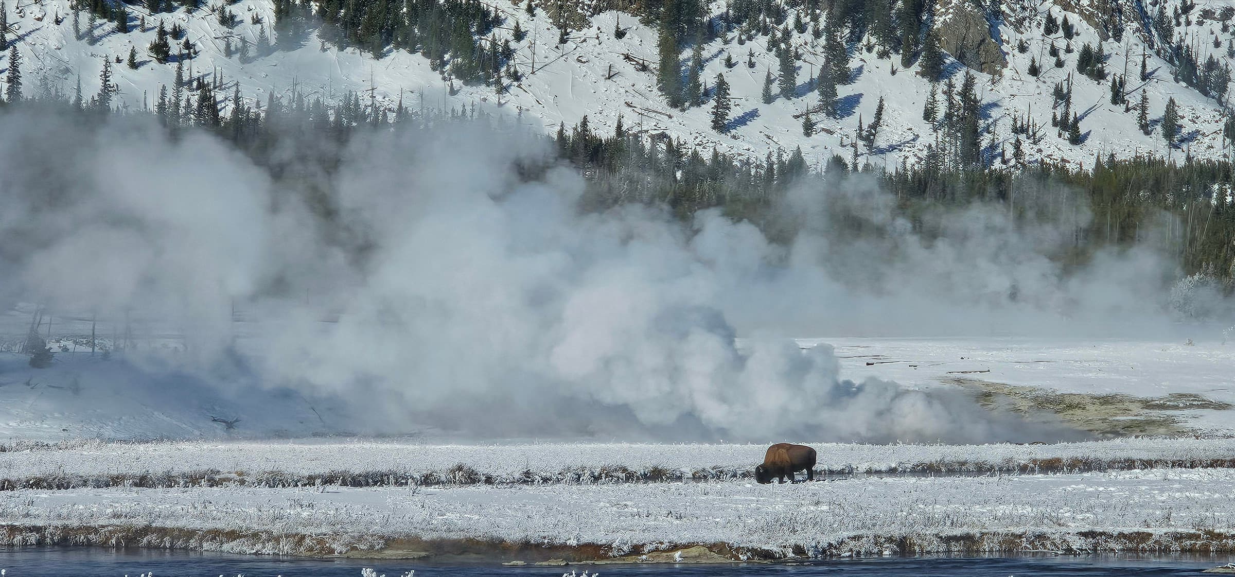A lone brown bison on a frost-covered plain with a large plume of geothermal steam rising behind it, a snowy forested slope above, Yellowstone in winter.